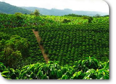 Portfolio slider image